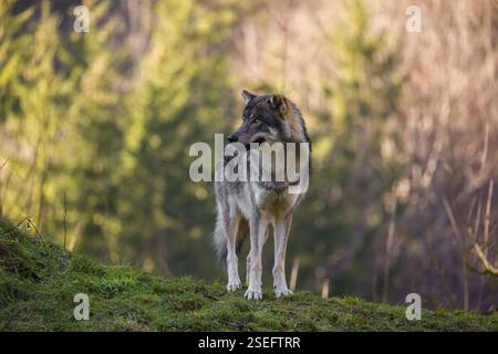 Un lupo grigio eurasiatico adulto (Canis lupus lupus) si trova su un prato verde su un terreno collinare Foto Stock