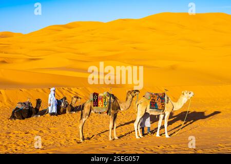 ERG CHEBBI, DESERTO DEL SAHARA - 11 novembre 2023: Guide arabe che riposano con cammelli su una duna sabbiosa nel deserto del Sahara di Erg Chebbi vicino alla città di Merzouga, Marocco, N Foto Stock