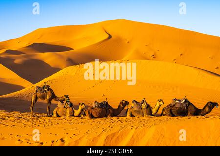 Cammelli che riposano su dune sabbiose nel deserto del Sahara di Erg Chebbi al tramonto vicino alla città di Merzouga, Marocco, Nord Africa Foto Stock