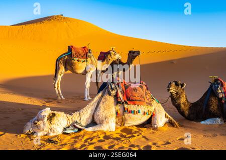Cammelli che riposano su dune sabbiose nel deserto del Sahara di Erg Chebbi al tramonto vicino alla città di Merzouga, Marocco, Nord Africa Foto Stock