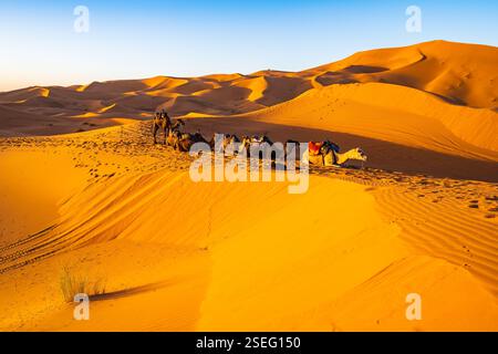 Cammelli che riposano su dune sabbiose nel deserto del Sahara di Erg Chebbi al tramonto vicino alla città di Merzouga, Marocco, Nord Africa Foto Stock