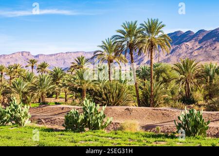 Palme in un'oasi verde in un paesaggio arido nel deserto tra Agdz e Zagora, nelle montagne dell'Atlante, in Marocco, in Nord Africa Foto Stock