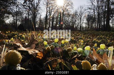 Inverno aconiti in un prato, inverno, Germania, Europa Foto Stock
