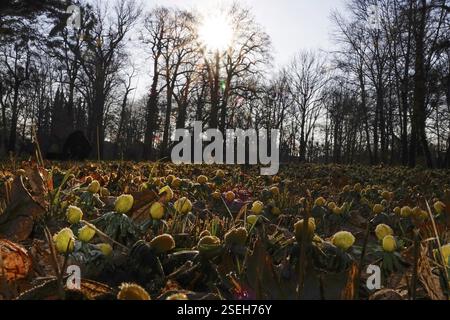 Inverno aconiti in un prato, inverno, Germania, Europa Foto Stock