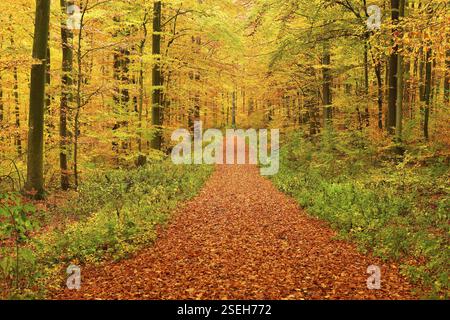 Sentiero forestale che attraversa la faggeta in pieno colore autunnale, Steigerwald, Franconia, Baviera, Germania, Europa Foto Stock