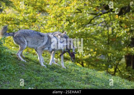 Due lupi grigi eurasiatici (Canis lupus lupus) in piedi su una collina, combattendo per il cibo, la gamba della loro preda Foto Stock