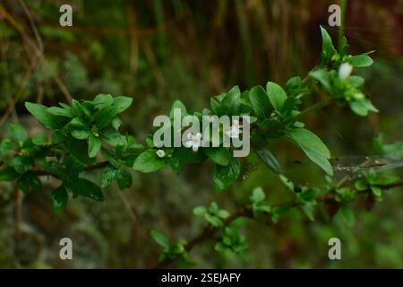 Snowrose (Serissa japonica), Plantae, 中国江西省上饶市婺源县 Foto Stock