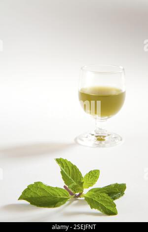 Spezie verdi succo di menta su sfondo bianco, pudina ka rus, India, Asia Foto Stock