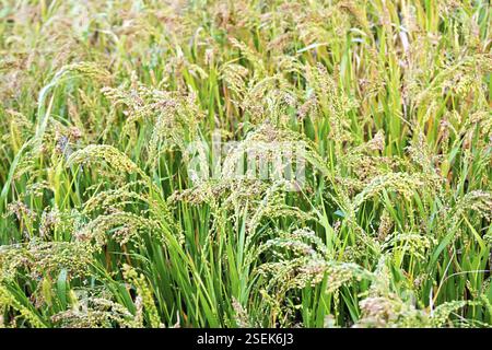 La maturazione spikelets di miglio sullo sfondo di foglie verdi Foto Stock