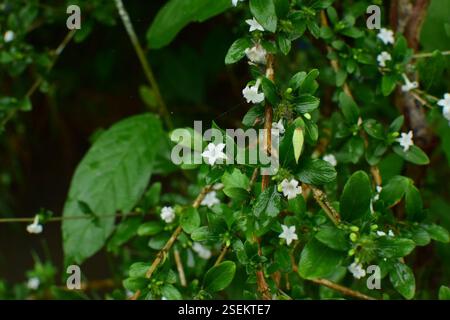 Snowrose (Serissa japonica), Plantae, 中国江西省上饶市婺源县 Foto Stock