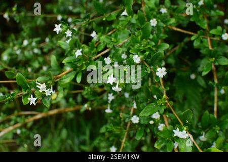 Snowrose (Serissa japonica), Plantae, 中国江西省上饶市婺源县 Foto Stock