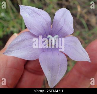 (Wahlenbergia cuspidata), Plantae, Highmoor, 3300, Sudafrica, punte di petali appuntiti (Wahlenbergia cuspidata) Highmoor Foto Stock