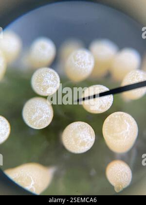 Muffe di melma (Mycetozoa), Protozoa, Lily Ave, Sunnyvale, CA, NOI, trovati nell'erba sul mio prato! Decaduta/maturata in un colore nero di cui ho dimenticato di scattare foto. Le foto al microscopio hanno un ingrandimento di 40x. Foto Stock