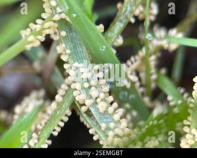Muffe di melma (Mycetozoa), Protozoa, Lily Ave, Sunnyvale, CA, NOI, trovati nell'erba sul mio prato! Decaduta/maturata in un colore nero di cui ho dimenticato di scattare foto. Le foto al microscopio hanno un ingrandimento di 40x. Foto Stock