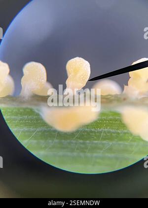 Muffe di melma (Mycetozoa), Protozoa, Lily Ave, Sunnyvale, CA, NOI, trovati nell'erba sul mio prato! Decaduta/maturata in un colore nero di cui ho dimenticato di scattare foto. Le foto al microscopio hanno un ingrandimento di 40x. Foto Stock