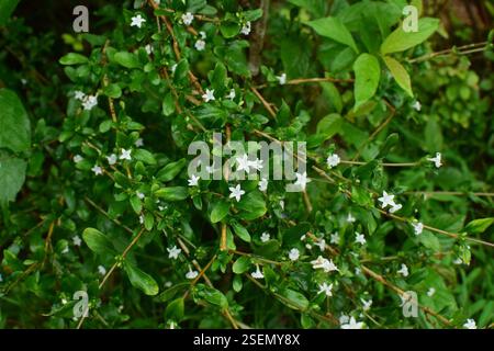 Snowrose (Serissa japonica), Plantae, 中国江西省上饶市婺源县 Foto Stock