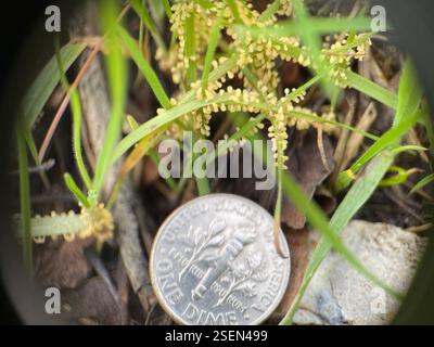 Muffe di melma (Mycetozoa), Protozoa, Lily Ave, Sunnyvale, CA, NOI, trovati nell'erba sul mio prato! Decaduta/maturata in un colore nero di cui ho dimenticato di scattare foto. Le foto al microscopio hanno un ingrandimento di 40x. Foto Stock