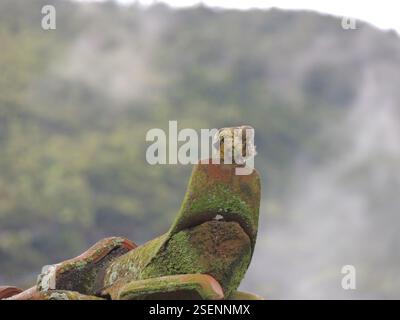 Finch allo zafferano (Sicalis flaveola), Aves, Araras, Petrópolis - RJ, Brasile Foto Stock