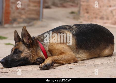 Primo piano di un pastore tedesco disteso sul pavimento con colletto rosso Foto Stock