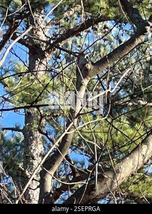 Red-Bellied Woodpecker (Melanerpes carolinus), Aves, University of North Carolina a Chapel Hill, Chapel Hill, North Carolina, USA Foto Stock