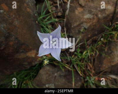 (Wahlenbergia cuspidata), Plantae, Highmoor, 3300, Sudafrica, punte di petali appuntiti (Wahlenbergia cuspidata) Highmoor Foto Stock