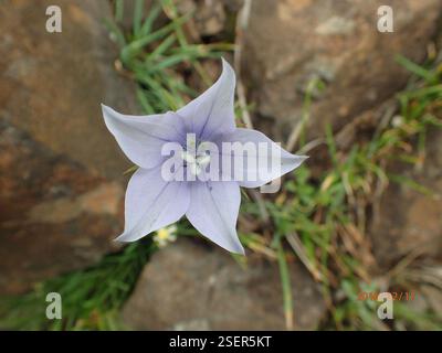 (Wahlenbergia cuspidata), Plantae, Highmoor, 3300, Sudafrica, punte di petali appuntiti (Wahlenbergia cuspidata) Highmoor Foto Stock