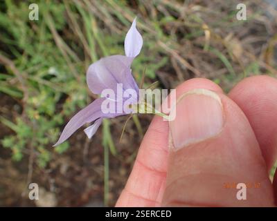 (Wahlenbergia cuspidata), Plantae, Highmoor, 3300, Sudafrica, punte di petali appuntiti (Wahlenbergia cuspidata) Highmoor Foto Stock