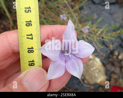 (Wahlenbergia cuspidata), Plantae, Highmoor, 3300, Sudafrica, punte di petali appuntiti (Wahlenbergia cuspidata) Highmoor Foto Stock