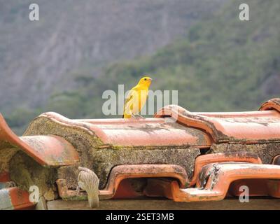 Finch allo zafferano (Sicalis flaveola), Aves, Araras, Petrópolis - RJ, Brasile Foto Stock