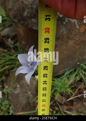 (Wahlenbergia cuspidata), Plantae, Highmoor, 3300, Sudafrica, punte di petali appuntiti (Wahlenbergia cuspidata) Highmoor Foto Stock