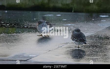 Purple Sandpiper (Calidris maritima), Aves, Pontoons, New Brighton Marine Lake, Marine Promenade, New Brighton, Wirral, Regno Unito Foto Stock
