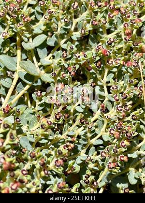 Smallseed Sandmat (Euphorbia polycarpa), Plantae, Santa Rosa e San Jacinto Mountains National Monument, la Quinta, CA, US, Smallseed Sandmat (Euphorbia polycarpa) alias Small Seed Spurge, Sand Mat, Rattlesnake Weed, Ground Spurge e Golondrina in spagnolo. Pianta autoctona perenne, comune nei deserti e in altre zone secche e sabbiose. La pianta può essere glabrosa o pelosa a breve diffusione. Gli steli si snodano lungo il terreno per formare un ammasso o un tappetino, a volte crescendo in posizione verticale. Le foglie sono di forma rotonda o ovale e hanno un stipolo triangolare alle basi. Quello che sembra un solo fiore è in realtà un'infiorescenza Foto Stock
