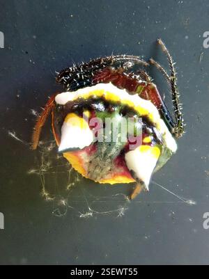 Ragno a due spine (Poecilopachys australasia), Arachnida, Auckland, Mt Albert, 16 Jesmond Terrace, seduti su una recinzione metallica grigia (più abituati a vedere questi aggrappati sulle foglie). Foto Stock