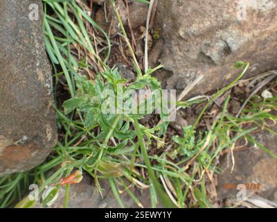 (Wahlenbergia cuspidata), Plantae, Highmoor, 3300, Sudafrica, punte di petali appuntiti (Wahlenbergia cuspidata) Highmoor Foto Stock