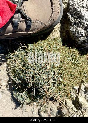 Smallseed Sandmat (Euphorbia polycarpa), Plantae, Santa Rosa e San Jacinto Mountains National Monument, la Quinta, CA, US, Smallseed Sandmat (Euphorbia polycarpa) alias Small Seed Spurge, Sand Mat, Rattlesnake Weed, Ground Spurge e Golondrina in spagnolo. Pianta autoctona perenne, comune nei deserti e in altre zone secche e sabbiose. La pianta può essere glabrosa o pelosa a breve diffusione. Gli steli si snodano lungo il terreno per formare un ammasso o un tappetino, a volte crescendo in posizione verticale. Le foglie sono di forma rotonda o ovale e hanno un stipolo triangolare alle basi. Quello che sembra un solo fiore è in realtà un'infiorescenza Foto Stock