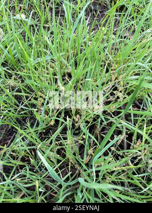 Muffe di melma (Mycetozoa), Protozoa, Lily Ave, Sunnyvale, CA, NOI, trovati nell'erba sul mio prato! Decaduta/maturata in un colore nero di cui ho dimenticato di scattare foto. Le foto al microscopio hanno un ingrandimento di 40x. Foto Stock