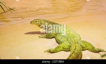 Il monitor Argus strisciava sulla sabbia in un terrario Foto Stock