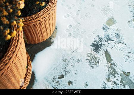 piante in vaso e impronte di gatto sulla neve, foto all'aperto, nessuna persona Foto Stock
