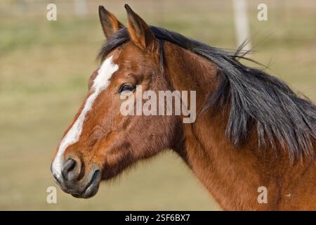 Brown Happy Horse primo piano ritratto della testa in giornata di sole. Isolato su sfondo chiaro e sfocato. Foto Stock