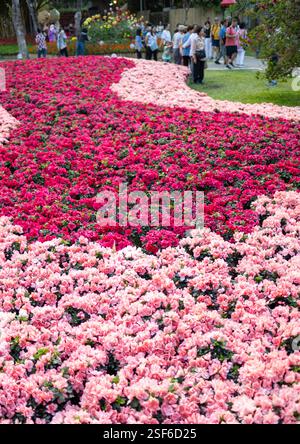 Migliaia di fioriture vivaci, splendidamente organizzate al colorato festival di molti fiori, provenienti dalla regione di Chiang mai, che mostra la sua ricca erita floreale Foto Stock