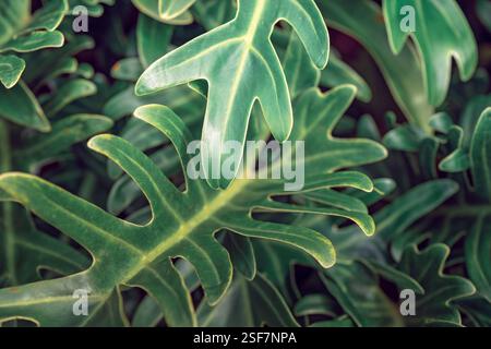philodendron xanadu, lussureggiante vegetazione tropicale verde, carta da parati con motivi a trama, fogliame ombreggiato per giardinaggio Foto Stock