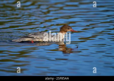 Femmina di Goosander (Mergus merganser), Reddish vale Country Park, Greater Manchester, Regno Unito. Ottobre Foto Stock