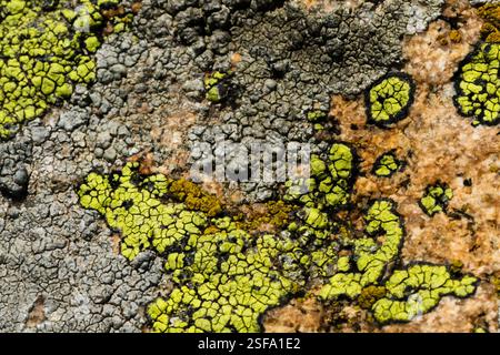 Roccia ravvicinata piena di licheni multipli nei Monti Macin in Romania Foto Stock