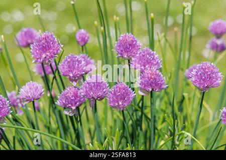 Erba cipollina, Allium schoenoprasum, in fiore, Abergavenny, Galles, REGNO UNITO Foto Stock