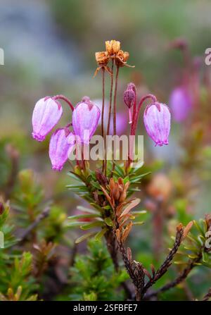 La brughiera delle montagne blu fiorisce Foto Stock