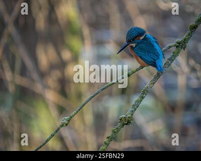 KingFisher On arroccato sulla filiale Foto Stock