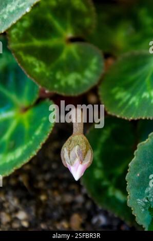 Il Ciclamino, chiamato anche viola persiano Foto Stock