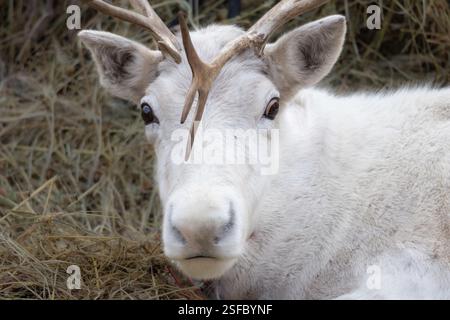 Un cervo bianco con palchi sulla testa si sta decollando in un campo. La testa del cervo è girata di lato e guarda la telecamera. Concetto di CA Foto Stock