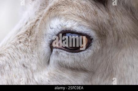 Un primo piano dell'occhio di un cervo con una tinta marrone. L'occhio è circondato da una pelliccia bianca Foto Stock