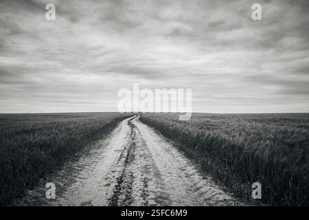 strada nel campo nel campo di grano verde Foto Stock